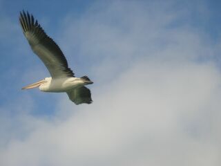 Pelicans all over the place...