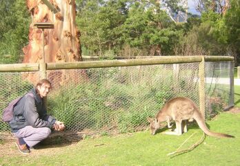 Wildlife at the Healsville Sanctuary