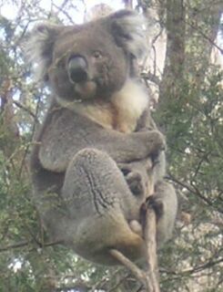 Wildlife at the Healsville Sanctuary