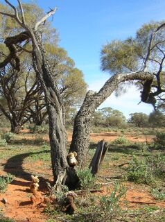 Roo teaching Plukje and Rendy Aboriginal Survival techniques