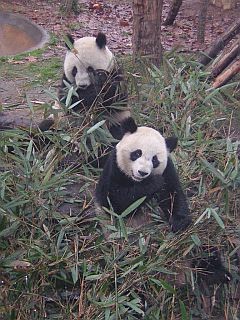 The giant pandas