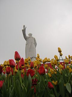 Mao and tulips