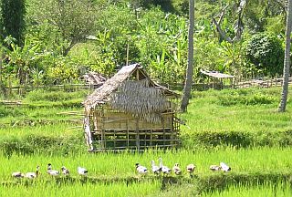 Ducks in the rice fields of Tuare