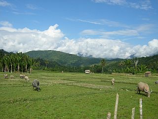 Green green Sulawesi