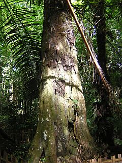 Toraja "baby-tree"