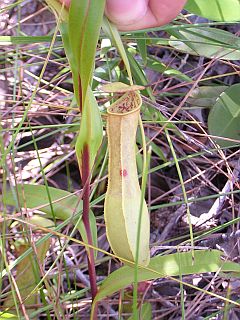 Pitcher plant