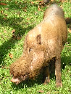 Wild bearded boar