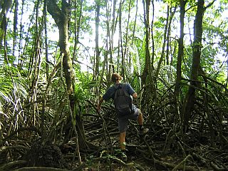 Fab fighting his way through the mangrove