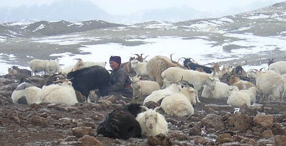 Goat milk is one of the most common drinks in Mongolia