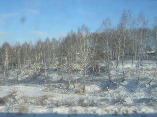 Birch-trees and snow