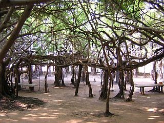 Holy tree in Phimai