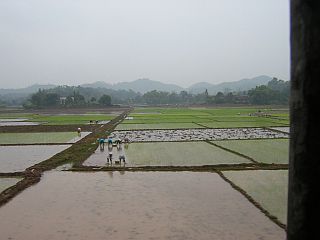 Rice fields in the rain